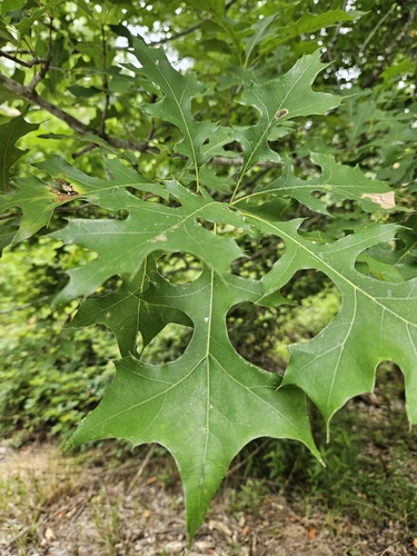 Quercus texana, photograph 4