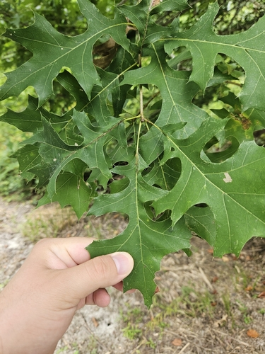 Quercus texana, photograph 5