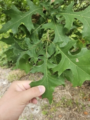 Quercus texana, photograph (c) Daniel McClosky, some rights reserved (CC BY)