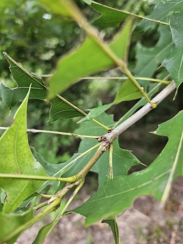 Quercus texana, photograph 6