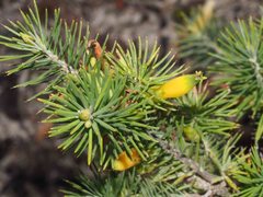 Stenanthera pinifolia