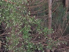 Clematis microphylla