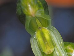 Pterostylis smaragdyna