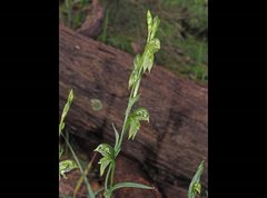 Pterostylis smaragdyna