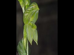 Pterostylis smaragdyna