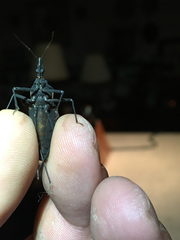 Triatoma gerstaeckeri