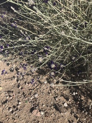 Psorothamnus scoparius