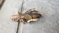 Lacunicambarus polychromatus