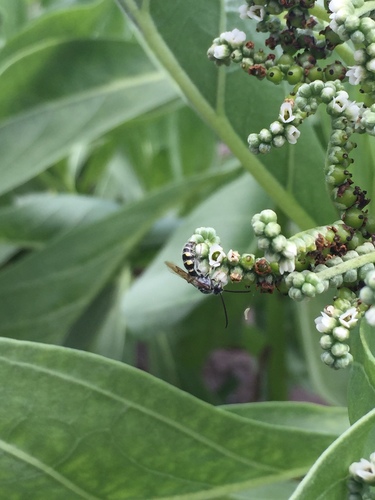 Micromeriella marginella, 2019-05-20