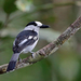 Hook-billed Vanga - Photo (c) Nigel Voaden, some rights reserved (CC BY)