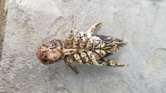 Lacunicambarus polychromatus