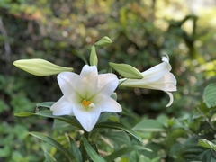 Lilium formosanum