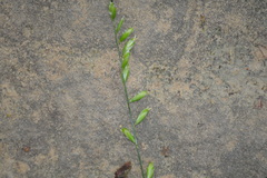 Melica mutica