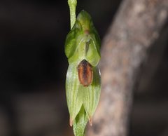 Pterostylis tunstallii