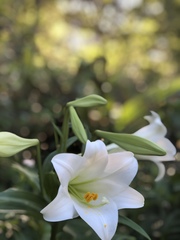 Lilium formosanum