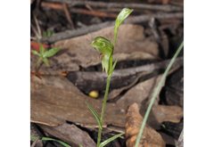 Pterostylis tunstallii