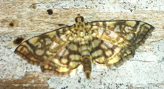 Lygropia rivulalis