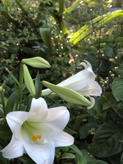 Lilium formosanum