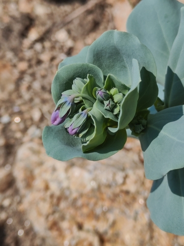 Image of Mertensia simplicissima by (c) oonharn, some rights reserved (CC BY)