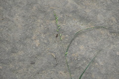 Melica mutica