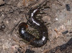 Cormocephalus esulcatus