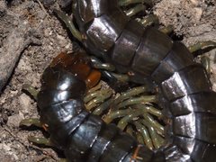 Cormocephalus esulcatus