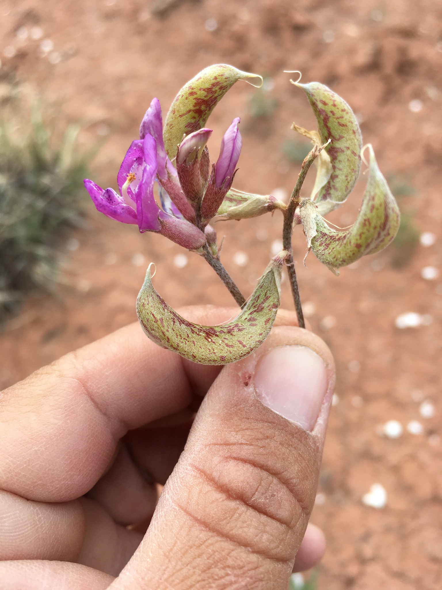 Astragalus amphioxys