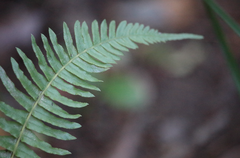 Blechnum arcuatum