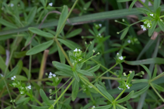 Galium tinctorium