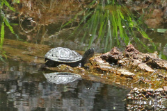 Kinosternon hirtipes murrayi