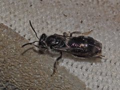 Lasioglossum calophyllae