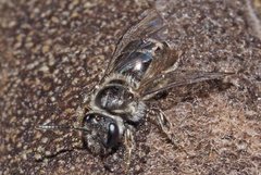 Lasioglossum calophyllae