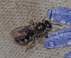 Lasioglossum calophyllae