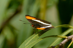 Adelpha syma