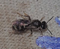 Lasioglossum calophyllae