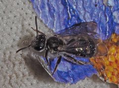 Lasioglossum calophyllae