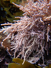 Lithothrix aspergillum
