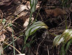Pterostylis ampliata