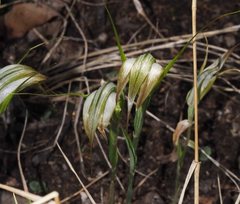 Pterostylis ampliata