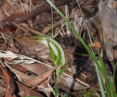 Pterostylis ampliata