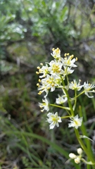 Melanthieae