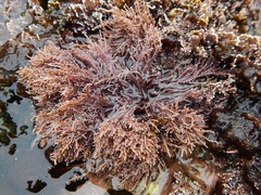 Lithothrix aspergillum