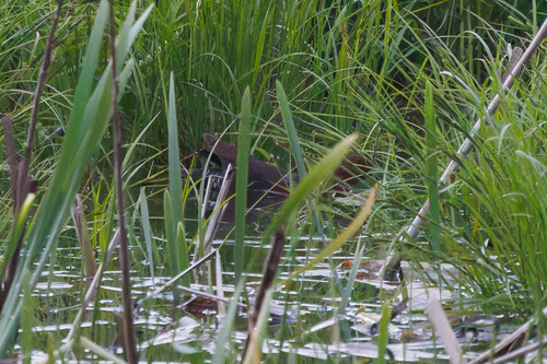 Band-bellied Crake (Zapornia paykullii), photo 6