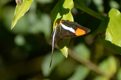 Adelpha syma
