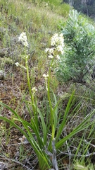 Melanthieae