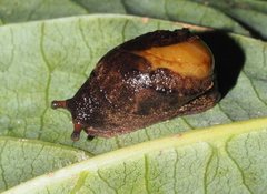 Fastosarion paluma
