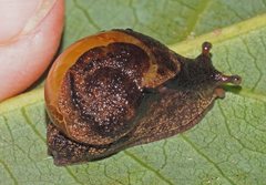 Fastosarion paluma