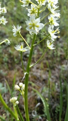 Melanthieae