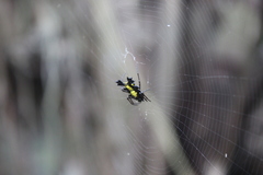 Micrathena lepidoptera