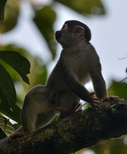 Humboldt’s Squirrel Monkey